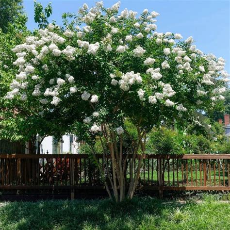 mature crepie|Natchez Crape Myrtle, Lagerstroemia indica x fauriei 'Natchez'.